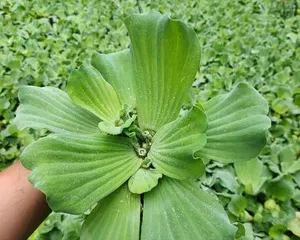 Maintenance and Beautification of Indoor Aquatic Plants (Exploring the Types and Cultivation Techniques of Indoor Aquatic Plants to Create a Unique Water Landscape) 2