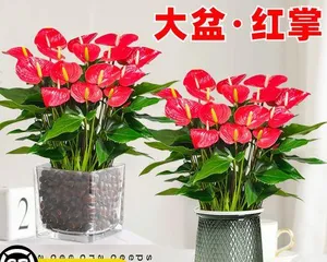 鸿运当头花的养护技巧（让你的鸿运当头花盛开不停）3