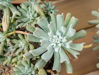 Succulent Baifeng Offset Care Guide (A must-read for succulent beginners! Easily master Baifeng care techniques) 2