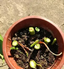 如何养护广州万年青爆盆方法大揭秘（以阳台种植为例，让万年青成为你家的绿色代表）1