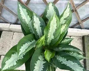 如何养护广州万年青爆盆方法大揭秘（以阳台种植为例，让万年青成为你家的绿色代表）3