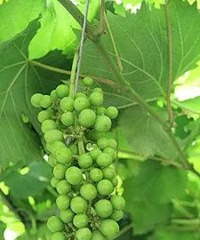 Where is the origin of grapes? — Exploring the homeland of grapes