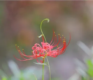 Explore the meaning and symbolism of the flower lycoris (unveiling the mystery behind the flower lycoris)