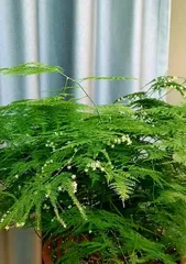 文竹开花频率与养护技巧（一年几次开花，如何促进开花期，专家推荐养护方法）1