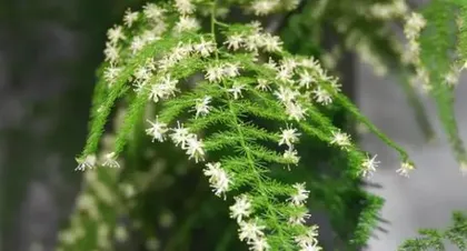 文竹开花频率与养护技巧（一年几次开花，如何促进开花期，专家推荐养护方法）2