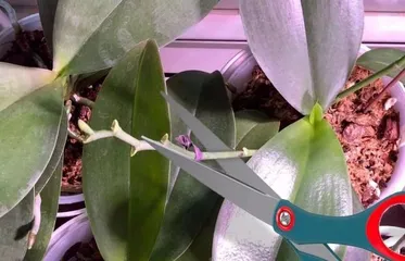 蝴蝶兰开花后该如何养护？如何让蝴蝶兰健康长存？1