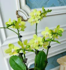 蝴蝶兰开花后该如何养护？如何让蝴蝶兰健康长存？2