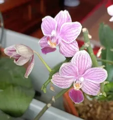 蝴蝶兰开花后该如何养护？如何让蝴蝶兰健康长存？3