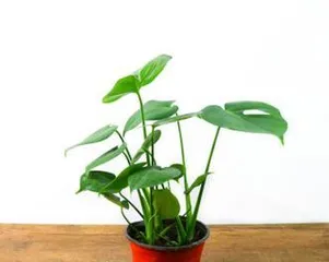 探秘大叶水培植物的种类和养护技巧（发现大叶水培植物的美妙之处，让家中更加生机勃勃）1
