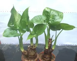 探秘大叶水培植物的种类和养护技巧（发现大叶水培植物的美妙之处，让家中更加生机勃勃）2