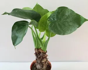 探秘大叶水培植物的种类和养护技巧（发现大叶水培植物的美妙之处，让家中更加生机勃勃）3