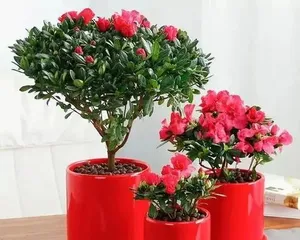 杜鹃花秋季养护家庭养法（教你轻松打理杜鹃花，美化秋日花园）1