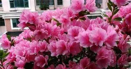 杜鹃花秋季养护家庭养法（教你轻松打理杜鹃花，美化秋日花园）2