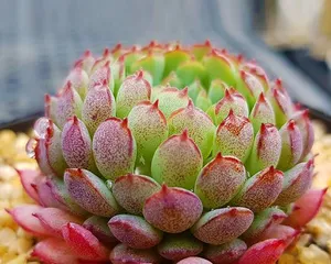 红爪多肉的养护方法（打造美丽多肉花园，红爪多肉教你如何养护）2
