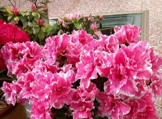 杜鹃花秋季养护家庭养法（教你轻松打理杜鹃花，美化秋日花园）3