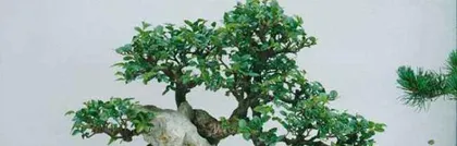 小叶榔榆盆景的养护方法与注意事项（打造优美盆景）2