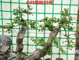 小叶榔榆盆景的养护方法与注意事项（打造优美盆景）3