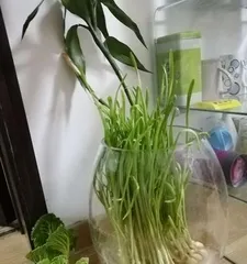 水培白菜的养护技巧（让你的白菜更旺盛生长）1