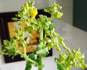 水培白菜的养护技巧（让你的白菜更旺盛生长）2