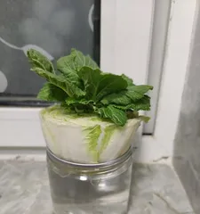 水培白菜的养护技巧（让你的白菜更旺盛生长）3