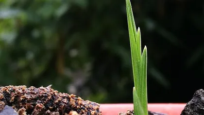 下山兰的上盆时间和养护方法（如何让你的下山兰茁壮成长）1