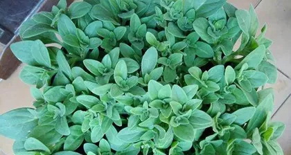 红酒可以浇花吗？——探讨红酒在植物养护中的应用1