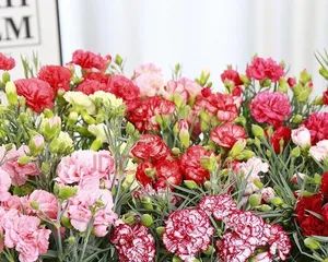 Carnation