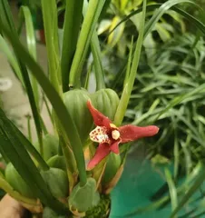咖啡兰养护指南（从种植到繁殖，打造美丽家园）1