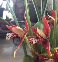 咖啡兰养护指南（从种植到繁殖，打造美丽家园）2