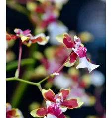 咖啡兰养护指南（从种植到繁殖，打造美丽家园）3