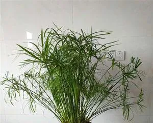 The Best Way to Care for Water Bamboo 3