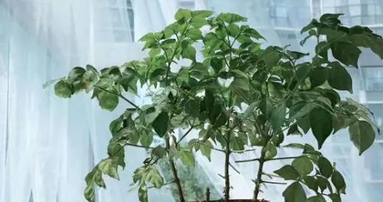 幸福树的养护与管理（打造健康幸福的园林环境）2