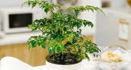 幸福树的养护与管理（打造健康幸福的园林环境）3