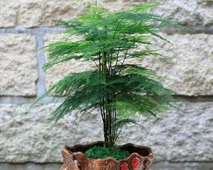茶叶水能浇文竹吗？探究茶叶水在养护文竹中的奇妙作用（解读茶叶水的养护秘密，让您的文竹倍受呵护）1