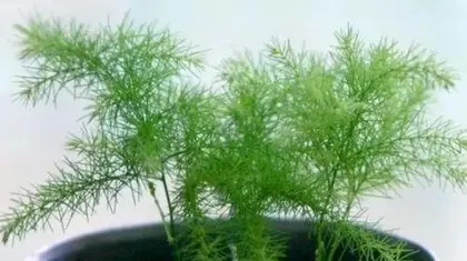 茶叶水能浇文竹吗？探究茶叶水在养护文竹中的奇妙作用（解读茶叶水的养护秘密，让您的文竹倍受呵护）2