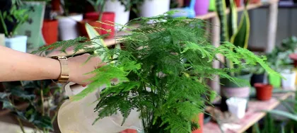 茶叶水能浇文竹吗？探究茶叶水在养护文竹中的奇妙作用（解读茶叶水的养护秘密，让您的文竹倍受呵护）3
