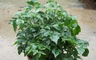 How to Prune China Doll Correctly—Let It Grow Healthily (China Doll Pruning Methods, China Doll Care Tips, China Doll Pruning Steps) 3