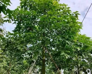 广东种树大全（适合广东气候的各种树木品种推荐）1