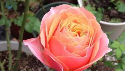 芬芳宝石月季的栽培与养护（打造美丽庭院，享受浪漫花香）2