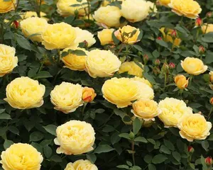 芬芳宝石月季的栽培与养护（打造美丽庭院，享受浪漫花香）3