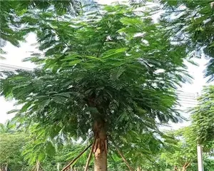 广东种树大全（适合广东气候的各种树木品种推荐）3