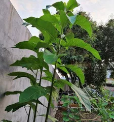 南非叶苗——室内盆栽的最佳选择（适合在家中种植的绿色植物，南非叶苗的养护指南）1