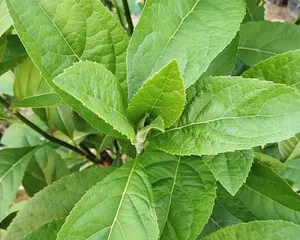 南非叶苗——室内盆栽的最佳选择（适合在家中种植的绿色植物，南非叶苗的养护指南）2