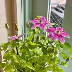 Clematis Growing Tips (Easy to care for? Master all the key points) 1