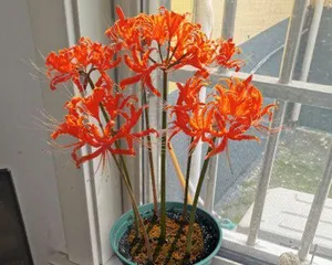 石蒜花的养护技巧(打造鲜艳美丽的石蒜花盆栽)1