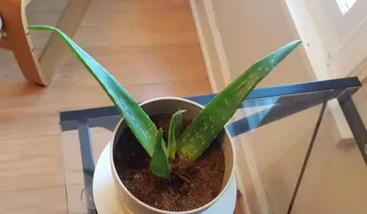 植物盆景换盆全攻略(注意事项与技巧,让你的盆栽越长越美)1