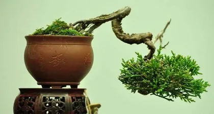 植物盆景换盆全攻略(注意事项与技巧,让你的盆栽越长越美)2