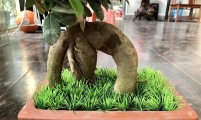 植物盆景换盆全攻略(注意事项与技巧,让你的盆栽越长越美)3