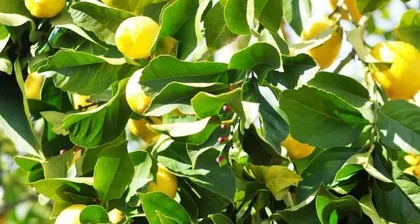 柠檬树生长环境条件及特点(了解柠檬树的喜好和养护方法,让你的柠檬树茁壮成长)2