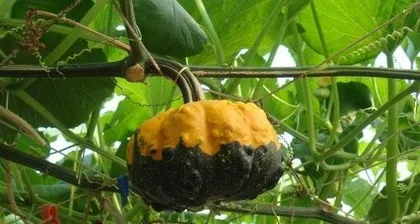南瓜种植全攻略(种植时间、方法、养护、病虫害防治全解析)1